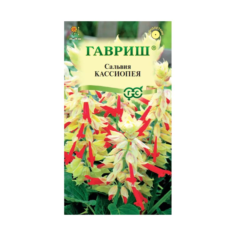 Сальвия Кассиопея карликовая