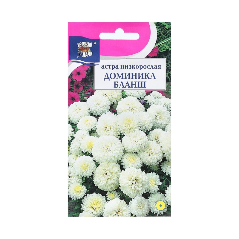 Астра Доминика Бланш низкорослая