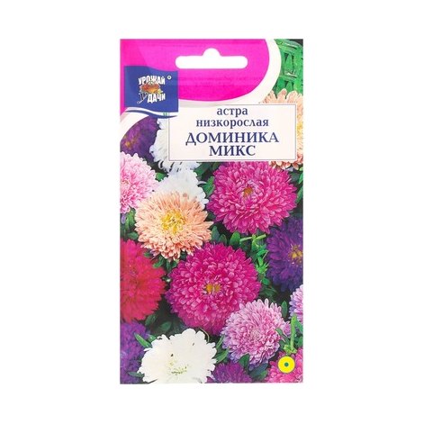 Астра Доминика микс низкорослая