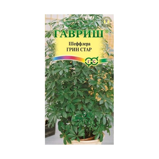 Шеффлера Грин Стар 3шт