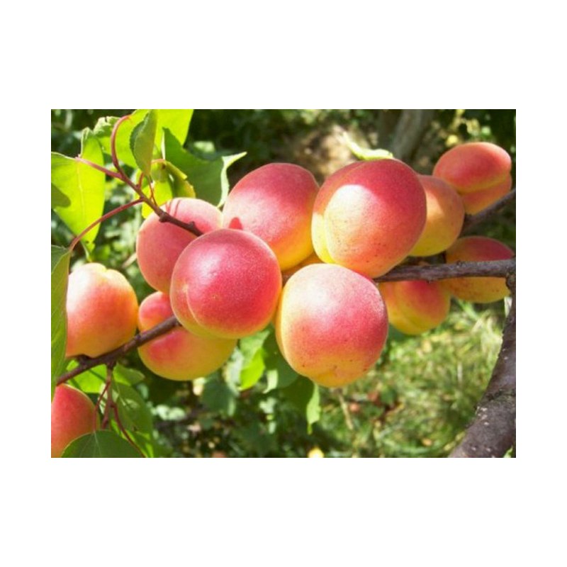 Абрикос Краснощекий