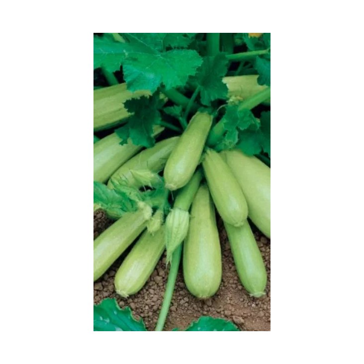 Кабачок Корнишонный 6шт LISTOK