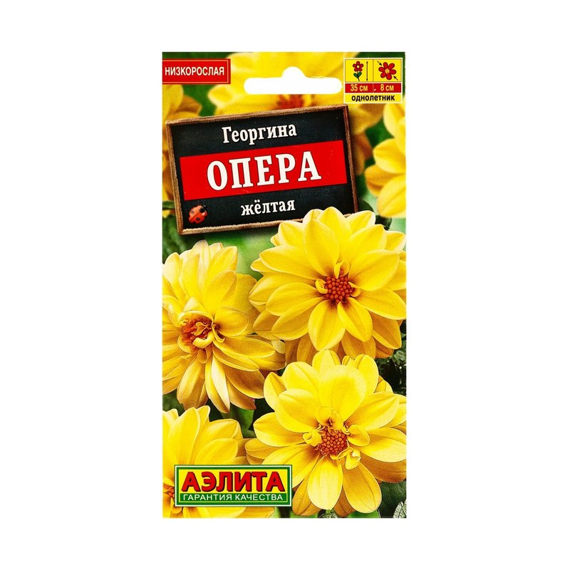 Георгина Опера жёлтая 7шт