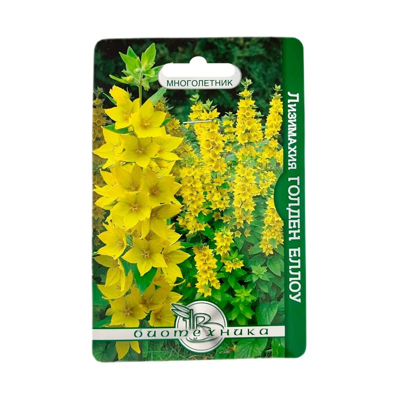 Лизимахия Golden Yellow 80шт